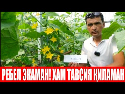 Видео: Ребел F1 Бодрингнинг ватани Олтиариқда деҳқонларга маъқул келаётган  дурагай (Rebel F1-Sakata)