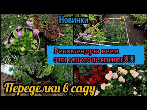 Видео: Переделки в саду. Эффектные компаньоны к розам. Рекомендую всем!  Новинки. Мой сад прогулка
