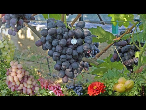 Видео: @Полив винограда  Схемы полива  Уход за виноградом