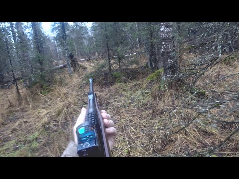 Видео: Охота в тайге с лайками. Удача повернулась лицом.Hunting in the taiga with huskies. Luck turned its