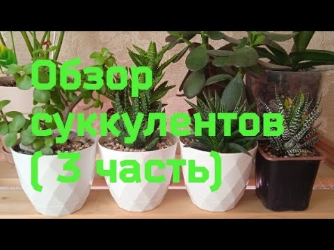 Видео: Обзор моих суккулентов (3 часть). Потери после жары.