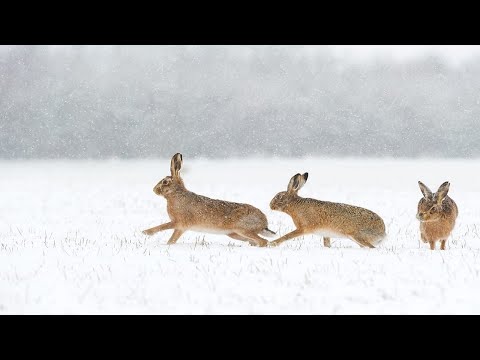 Видео: Охота на зайца. ЗАЙЦА ОЧЕНЬ МНОГО. Закрываю сезон охоты. Тропление зайца по свежему снегу.