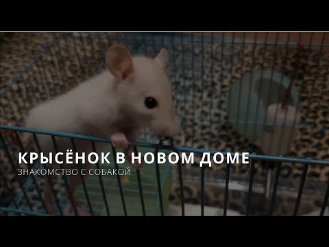 Видео: Крыска обрела новый дом, знакомство с собакой/The Rat has found a new home acquaintance with the dog
