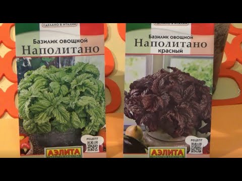 Видео: Сеем базилик для подоконника — это легко и просто  Новые сорта  Обзор