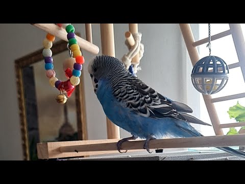 Видео: @Говорящий Попугай 🦜 Кеша #попугай