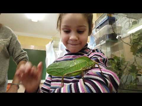 Видео: Кузнечик в руку. Giant grasshopper