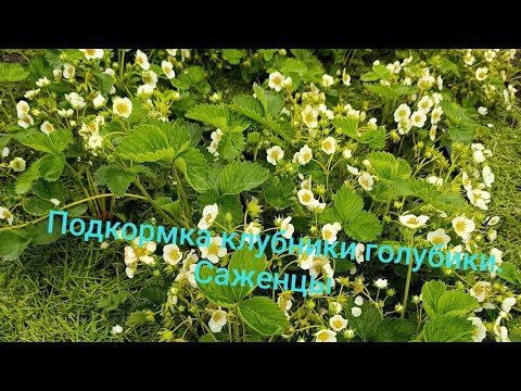 Видео: Подкормка голубики, клубники. Саженцы