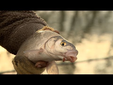 Видео: За скобари и морунажи в мъглата (река Тунджа) - част 1