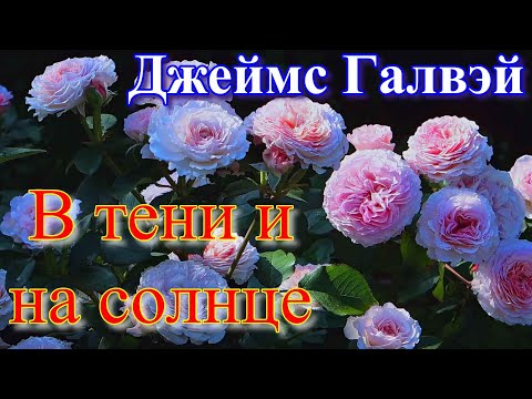 Видео: Что посадить в тени? Джеймс Гaлвэй в разных локациях.