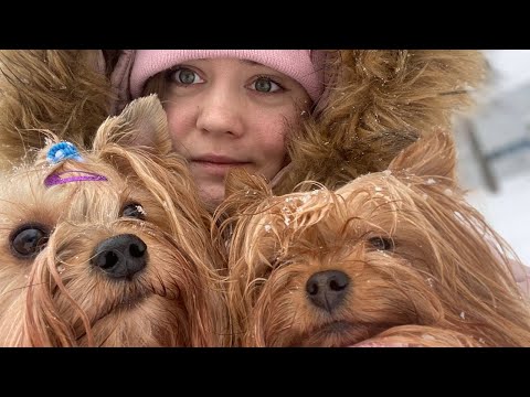 Видео: VLOG: Прогулка с йорками в комбезах и ботиночках 😍