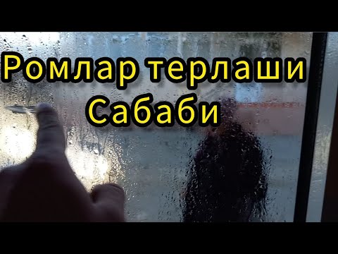 Видео: акфа ром нархлари 2024 | акфа ром терлаши