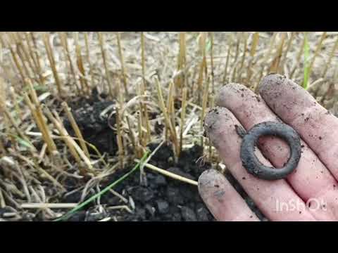 Видео: Жаль, что находки не растут, как грибы 🍄!