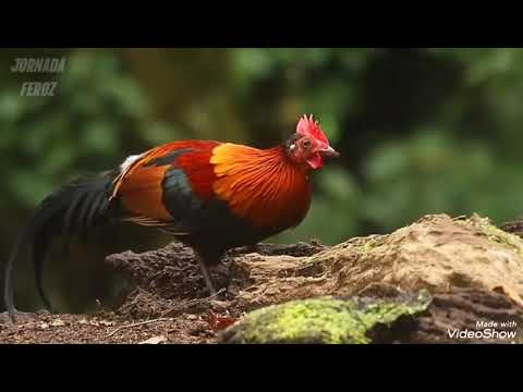 Видео: Savolu javob ~87~ Ҳоҷи Мирзо