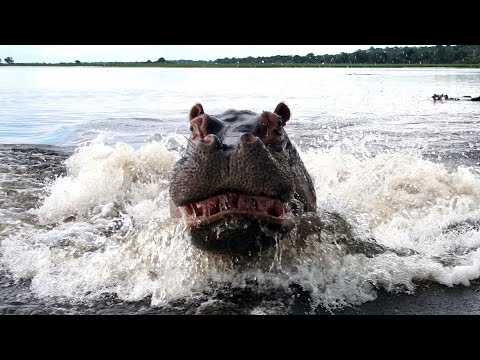 Видео: Вот Почему Никогда Не Стоит Близко Подходить К Бегемоту!