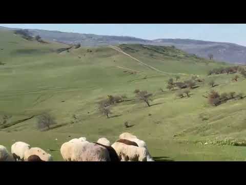 Видео: Осень в Казбековском районе Ленинаул #shortsvideo #applevideo #осень  #любительскоевидеосъёмка