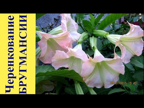 Видео: ЧУДО БРУГМАНСИЯ! ОСЕННЕЕ ЧЕРЕНКОВАНИЕ. ТРУБЫ АНГЕЛА, НЕВЕРОЯТНАЯ КРАСОТА!