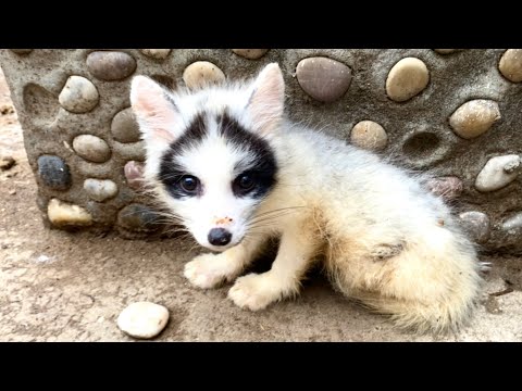 Видео: Лиса 🦊 пришла за едой, я вырастил её, мы стали друзьями. 🦊😘❤👍👍👍