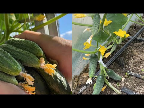 Видео: Огурцы Для быстрого урожая огурцов надо формировать огурцы