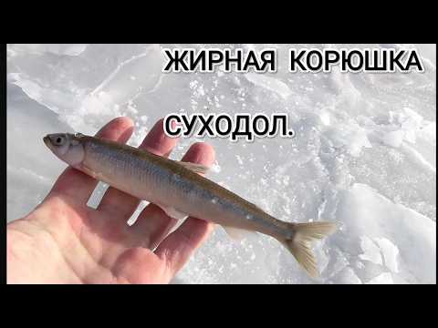 Видео: Крупная корюшка на бухте Суходол. Зимняя рыбалка в Приморье