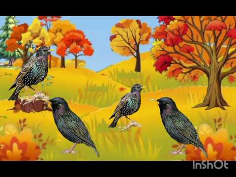 Видео: Логіко-математичні ігри.Тема:Ігри з мудрою совою.