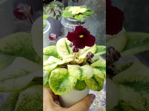 Видео: Ампельные фиалки трейлеры. Фиалки у Алисы.