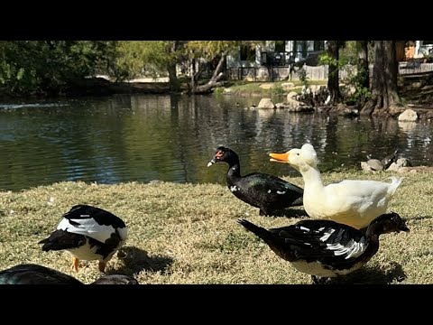 Видео: Daniella Дана Yussupbek is live!