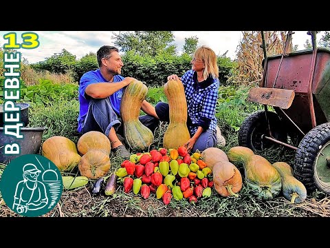 Видео: 🎃 Уборка урожая из лета в осень: груши, перец, тыква, дыня 🏡 Жизнь Гордеевых в деревне - Влог 13