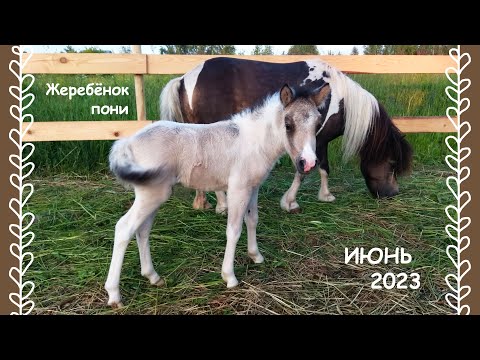 Видео: Один год жизни с пони. Июнь 2023. Киров.