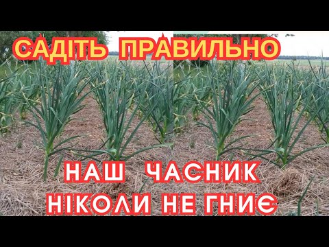 Видео: ПОСАДІТЬ ЧАСНИК 🧄 за нашою ТЕХНОЛОГІЄЮ один  раз- будете САДИТИ ЗАВЖДИ👍