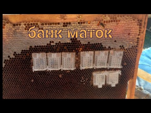 Видео: зимовка запасных маток на пасеке продолжается. банк маток. первые потери.  исправляемся  07.11.2024