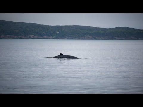 Видео: Путешествие в Териберку на машине. ч.3 Кит, тюлени, морские деликатесы и обед на дне морском.