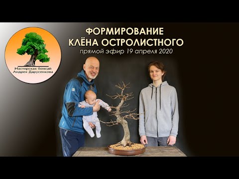 Видео: Формирование клёна остролистного