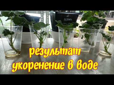 Видео: #пеларгонии #укоренениечеренков