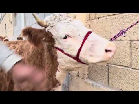 Видео: 4сар гуночинои бугузи сментал аз Салим Бобо бо нархи арзон ва бо гарантия 927103996