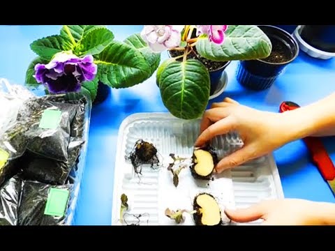 Видео: ГЛОКСИНИЯ РАЗМНОЖЕНИЕ ДЕЛЕНИЕМ КЛУБНЯ ! 3 СПОСОБА !