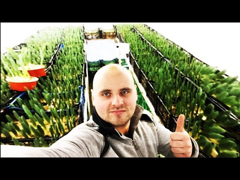 Видео: Хобі яке стало маленьким бізнесом, тюльпани до 8 березня!