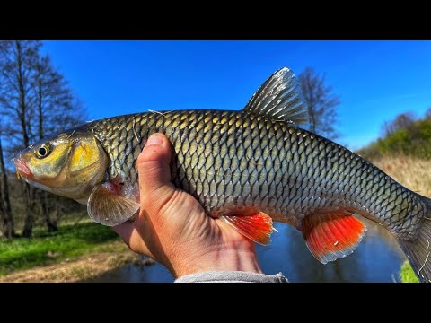 Видео: ГОЛАВЛЬ на СПИННИНГ ВЕСНОЙ | ЛОВЛЯ ГОЛАВЛЯ на РЕКЕ