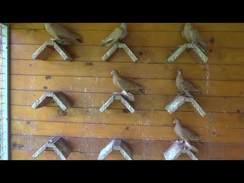 Видео: Жёлтые голуби / 04.08.2020