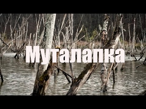 Видео: Муталапка