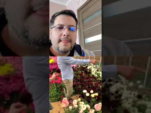 Видео: Прямой эфир из Нидерландов, Как выращивают ранункулюс