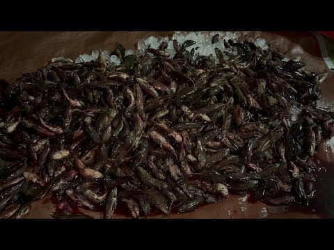 Видео: О, меню, Бетти, а ты готовишь фу дина хасса карри