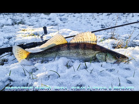 Видео: МИКРОДЖИГ зимой. Щука, судак и окунь в ЯВНВАРЕ!