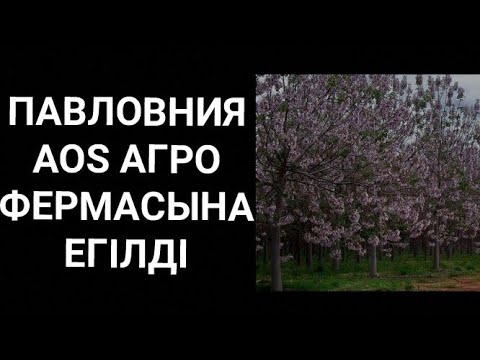 Видео: ПАВЛОВНИЯ АҒАШЫН ҚАЛАЙ ОТЫРҒЫЗАДЫ🌳? ПАВЛОВНИЯ ЕГЕТІН ЖЕР ҚАНДАЙ БОЛУЫ ҚАЖЕТ🤔? ПАВЛОВНИЯ ҒАЖАП АҒАШ😎✊