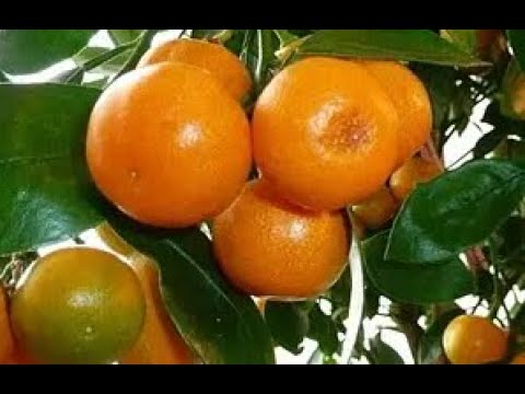 Видео: 🍋🍊Обрезка цитруса по вашим многочисленным просьбам и пересадка с частичной заменой грунта🍊🍋