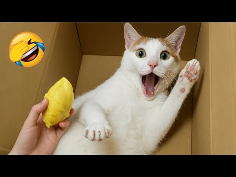 Видео: Постарайся не засмеяться 😂 Самые смешные кошки и собаки 😹🐶 Часть 11