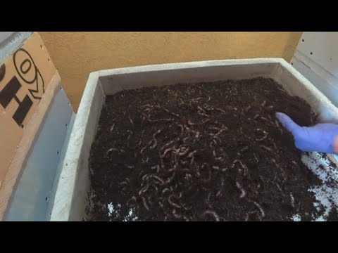 Видео: Кормление червя при большой плотности. И не бежит!!! Вермичай нам в помощь!
