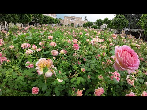 Видео: Кисловодск. Цветочно - парковая прогулка на электросамокате WHITE SIBERIA NERPA PRO. 4К 30fps.