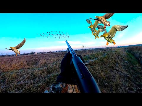 Видео: ОСЕННЯЯ ОХОТА НА ГУСЯ НА КУКУРУЗНОМ ПОЛЕ 2024! ПОСЛЕ ПОДКРАЛСЯ К ОГРОМНОЙ СТАЕ УТОК! Goose Hunting!