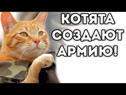 Видео: КОТЯТА СОЗДАЮТ АРМИЮ!