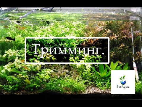 Видео: Тримминг аквариумных растений. Как правильно подстричь аквариумные растения.